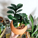 와이키키농장 보석 금전수 돈나무 미니 화분 선물 집들이 인테리어 식물 반음지 키우기쉬운 : 와이키키 농장