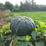 제주 제철 미니 단호박 밤호박 보우짱 1.5kg 2.5kg 4.5kg : 별숲농장