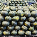 제주 제철 미니 단호박 밤호박 보우짱 1.5kg 2.5kg 4.5kg : 별숲농장