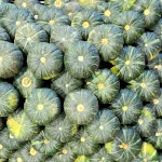 제주 제철 미니 단호박 밤호박 보우짱 1.5kg 2.5kg 4.5kg : 별숲농장