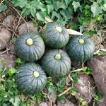 제주 제철 미니 단호박 밤호박 보우짱 1.5kg 2.5kg 4.5kg : 별숲농장