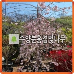 수양분홍겹벚나무 묘목 R3cm 개화주 : 경동농원