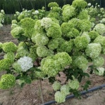 차이니스스노우볼(분꽃) [4치포트] : 우림원예가든센터