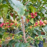 커피나무 집들이 선물 개업 화분 인테리어 공기정화식물 중형450 : 페르시아사자