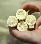 가마솥에서 쪄낸 쫀득쫀득 찰옥수수 : 벨라맘마 마켓