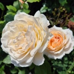 찬도스 뷰티 (Chandos beauty)  영국 사계 정원 덩굴장미 슈퍼로즈(비닐포트묘) : 여왕 장미