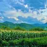 2025년 강원도 강릉 찰옥수수 예약주문 미백 껍질제거 냉동옥수수 삶은 찐 : 강릉아짐네