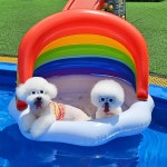 리치독스 강아지튜브 물놀이 애견 튜브 캐노피무지개 M : 리치독스