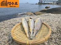 속초 반건조 생선 조기 구이 태경생선구이 3미 말린 부세 마른 제수용 생선 : 더억수르