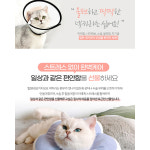 넥카라 동물병원 아기 고양이 새끼 블루 M : 건우프렌즈