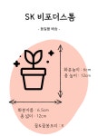 [동일품배송]SK 비포더스톰 미니바이올렛 : 우주원예