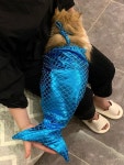 고양이 인어공주옷 인어옷 의상 강아지 코스프레 꼬리 : 냥아지샵