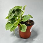 [동일품배송]SK 비포더스톰 미니바이올렛 : 우주원예