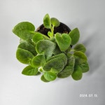 [동일품배송]SK 비포더스톰 미니바이올렛 : 우주원예