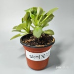 [동일품배송]SK 비포더스톰 미니바이올렛 : 우주원예