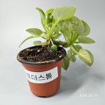 [동일품배송]SK 비포더스톰 미니바이올렛 : 우주원예