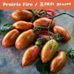 프레리 파이어 Prairie Fire  달콤하고 희귀토마토 씨앗 교육 체험용 키우기 세트 : 나만아는