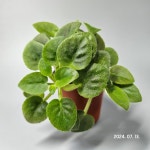 [동일품배송]SK 비포더스톰 미니바이올렛 : 우주원예