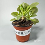 [동일품배송]SK 비포더스톰 미니바이올렛 : 우주원예