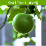 키라임나무 나만의라임 Key Lime 라임키우기세트 교육용 체험용 : 나만아는2