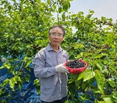 26년 햇 고창오디 생과 열매 급냉 선운산 상희농장 10kg, 1개 : 고창상희팜푸드 상희복분자