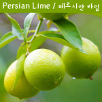 페르시안라임나무  Persian Lime 나만의라임 페르시안 라임키우기세트 교육용 체험용 : 나만아는2