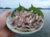 통영 전어회 전어구이용 4-8미 : 통영 대영수산