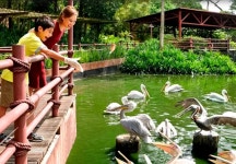 [QR코드 바로입장] 싱가포르 버드 파라다이스 입장권 - 티켓교환없이 바로 입장 : 트래블포레스트-트래블위드독