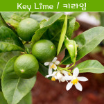 키라임나무 나만의라임 Key Lime 라임키우기세트 교육용 체험용 : 나만아는2