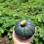 무농약 제주 미니 단호박 특품 밤호박 보우짱 제철 고당도 3kg 5kg 10kg : 제주자연농장