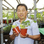 국내산 차요테 모종 종자 씨 차요태 포트묘 화분 : 춘식이네농장