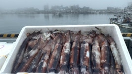 생물 활 물 오징어 1kg 포항 동해 : 고기바다냉장고