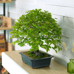 소사분재 중 택배배송 승진 영전 취임 취임식 인사이동 축하 사무실 전국꽃배달 : 라임플라워