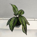 칼라데아 뷰티스타 소품 공기정화 식물공장 10-25cm 55 : 식물 공장