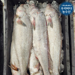 목포 자연산 큰 통 민어 한마리 손질 생물 급냉 냉동 대민어 제철 철 택배 : 우리바다농수산
