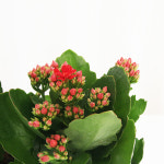 카랑코에 칼란디바 3개입 소라야 사계절 꽃모종 공기정화식물 겹카랑코에 대성식물 : 대성식물