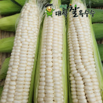 [10월13일부터 발송]괴산 대학찰옥수수20개 /찐옥수수 삷은거 2가지 : 모단농장