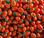 다정한농장 산지직송 대추 방울토마토 750g 1~3번 랜덤 : 다정한 농장