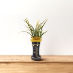 블랙 금기 승진선물 동양란 서양란 동양난 서양난 축하난 호접란 취임 진급 영전 : 인생플라워