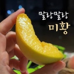 팜블리네 햇살어린복숭아 신비 백도 황도 천중도 미황 천도 마도카 엘바트 딱딱이 말랑이 복숭아 : 집앞애딸기