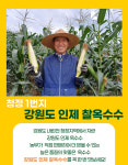 [산지직송]강원도 인제 가을 햇 찰옥수수 (예약주문) 무료배송 : 내린천 농부와어부