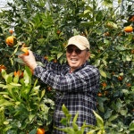 [제주 이양건님] 제주 레드향 : 노지 NOZI