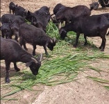 흑염소즙 국내산 원액 액기스 약산골 자연산 흑염소즙 : 약산고을건강촌
