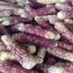 강원도 영월 무첨가 냉동옥수수 흑찰옥수수 : 영월꿈꾸는농부