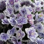 [플라워쇼룸] 수국 인더레인 소품 : 플라워쇼룸