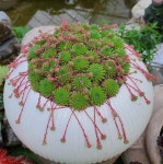 문어 바위솔 sempervivum 용설TV 인테리어 다육식물 가든 월동 : 용설 바위솔