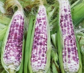 강원도 영월 무첨가 냉동옥수수 흑찰옥수수 : 영월꿈꾸는농부