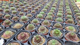 루브라데이 바위솔 sempervivum 용설TV 인테리어 다육식물 가든 월동 : 용설 바위솔