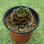 루브라데이 바위솔 sempervivum 용설TV 인테리어 다육식물 가든 월동 : 용설 바위솔