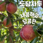 팜블리네 자두 The 큰자두 도담 추희 대석 후무사 햇자두 의성자두 옥자두 자두택배 : 집앞애딸기